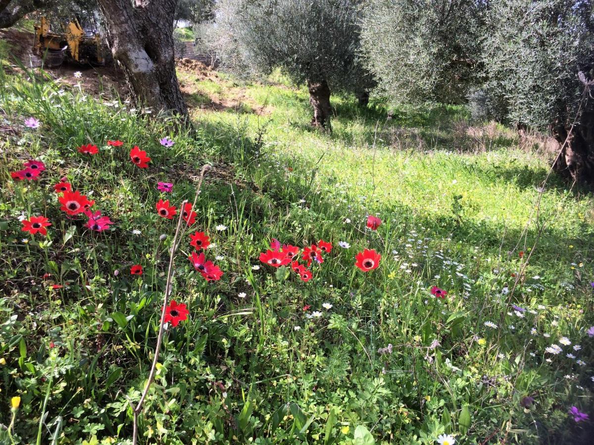 Hakuna Matata Holidays Wooden Lodge With Airco & Pool In Greek Olive Grove Methoni  Luaran gambar