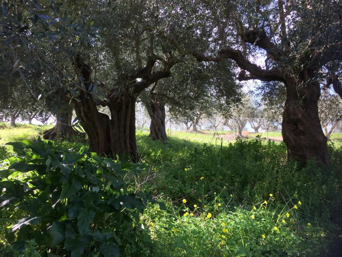Hakuna Matata Holidays Wooden Lodge With Airco & Pool In Greek Olive Grove Methoni  Luaran gambar