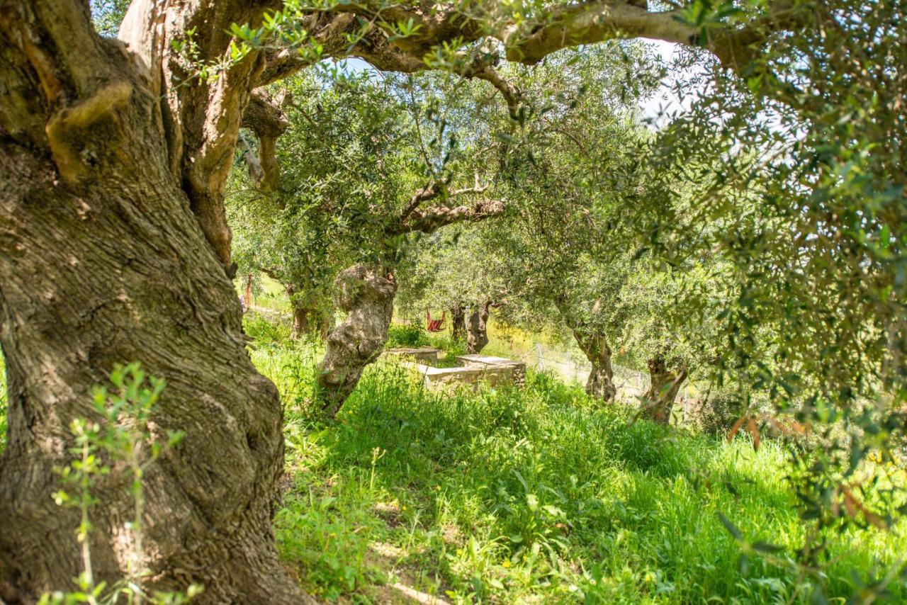 Hakuna Matata Holidays Wooden Lodge With Airco & Pool In Greek Olive Grove Methoni  Luaran gambar